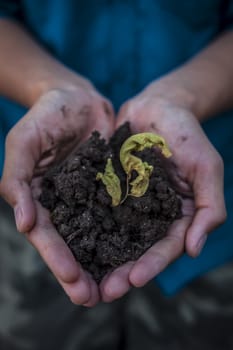 Close up of Human hands trying to Save mother nature by holding plant in palms.Concept of saving earth and mother nature.