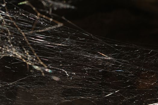 Scary Spider web
