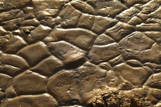 Mud Texture at Rural area