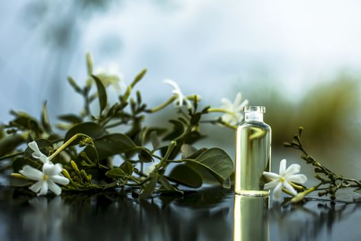 Close up of essence or essential oil of Indian jasmine flower or juhi or Jasminum Auriculatum isolated on white in a small transparent glass bottle with raw flowers.