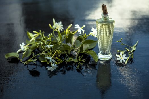 Close up of spray or perfume of Indian jasmine flower or juhi or Jasminum Auriculatum on wooden surface in a small bottle with raw flowers.