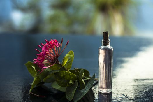 Close up of red colored pentas flower or Egyptian Star Flower or jasmine on wooden surface with its extracted spray or perfume in a transparent glass bottle.