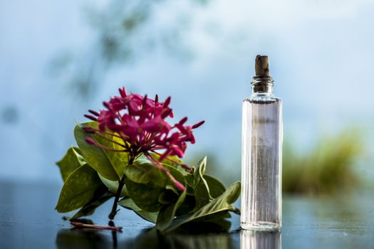 Close up of red colored pentas flower or Egyptian Star Flower or jasmine on wooden surface with its extracted spray or perfume in a transparent glass bottle.