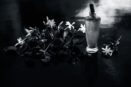 Close up of spray or perfume of Indian jasmine flower or juhi or Jasminum Auriculatum on wooden surface in a small bottle with raw flowers.