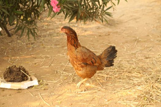 Hen feeding Chicks