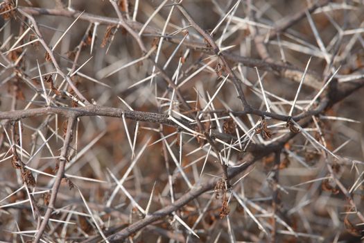 Macro succulent thorns