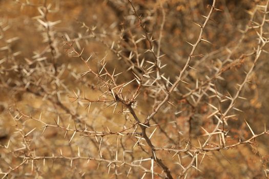 Macro succulent thorns