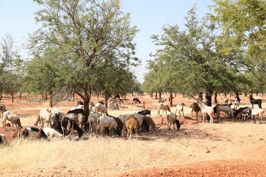 Rural area India
