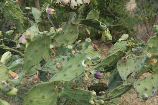 Indian Medicated Plant closeup