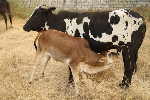 Cows at rural area