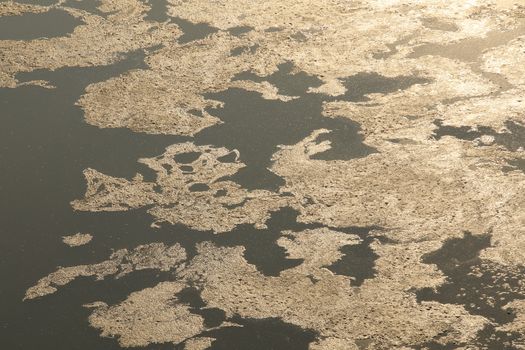 Moss in the water