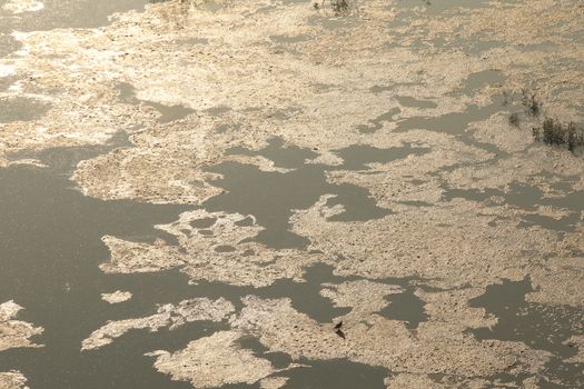 Moss in the water