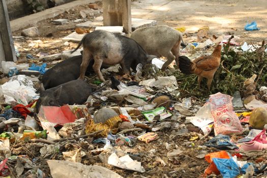 Garbage dump at rural area