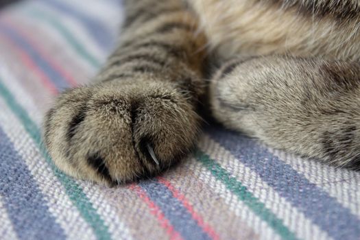 Paws of a cat sleeping on a blanket showing its claws