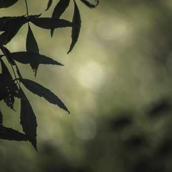 Dark green leaves silhouette on the left side of the foreground with light green background out of focus