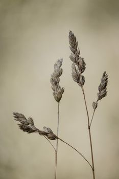 Close-up of dried wild herbs on a yellow background totally out of focus