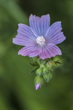 Close-up of mauve wild flower on green background. View from above.