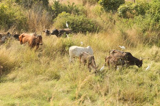 Cows at rural area