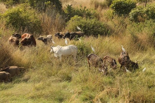 Cows at rural area