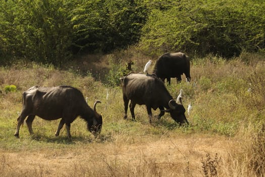 Rural area India