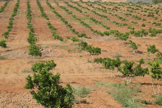 Rural area India