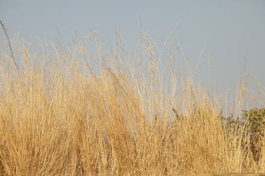 Rural area India
