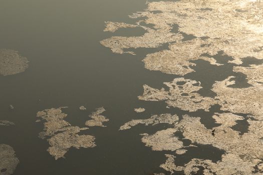 Moss in the water