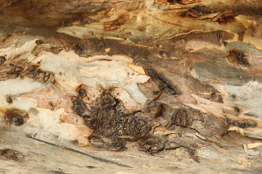 Tree Trunk texture macro shot