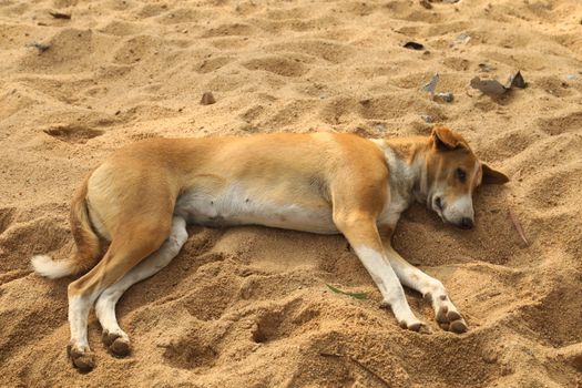 Street Dog at Rural area
