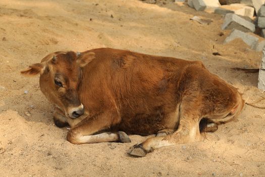Street Dog at Rural area