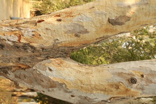 Tree Trunk texture macro shot