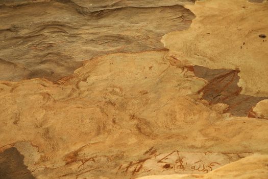 Tree Trunk texture macro shot