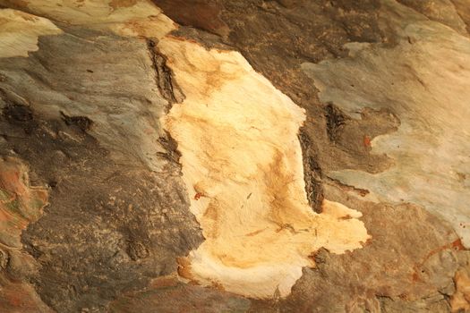 Tree Trunk texture macro shot