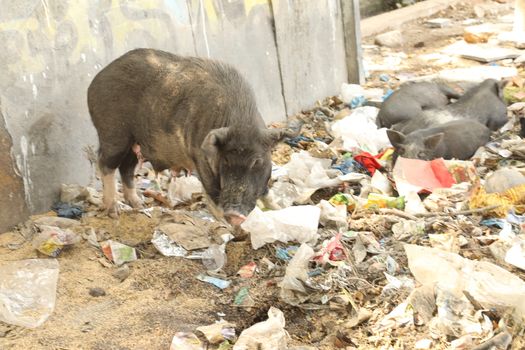 Garbage dump at rural area