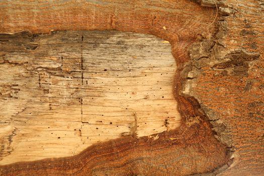 Tree Trunk texture macro shot