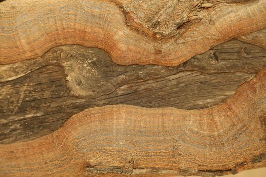Tree Trunk texture macro shot