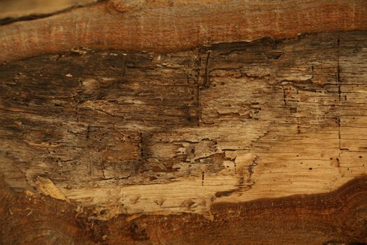 Tree Trunk texture macro shot