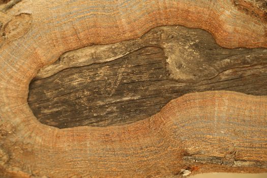 Tree Trunk texture macro shot