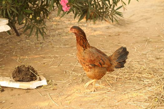Hen feeding Chicks
