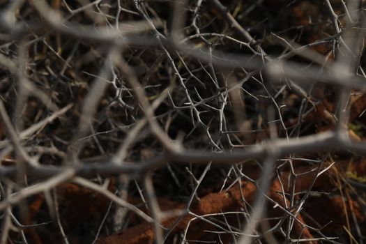 Tree Trunk texture macro shot