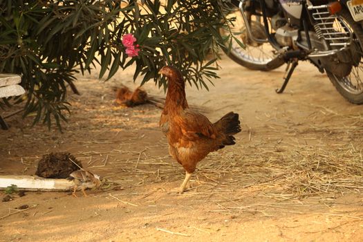 Hen feeding Chicks