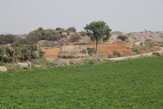 Rural area India