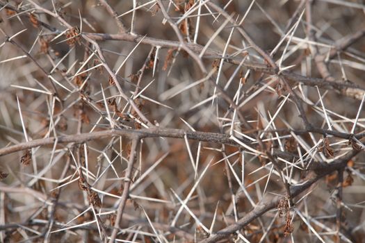 Macro succulent thorns