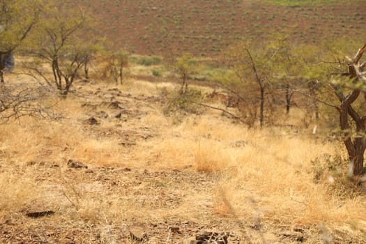 Rural area India