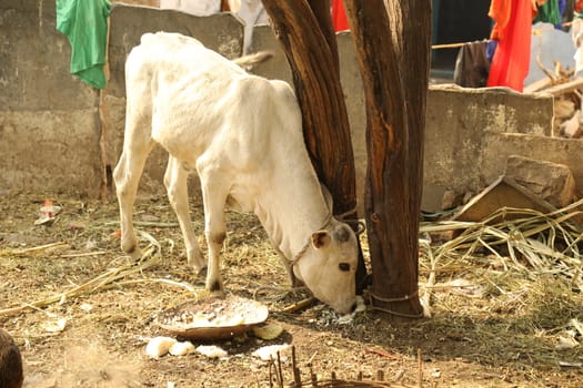 Rural area India