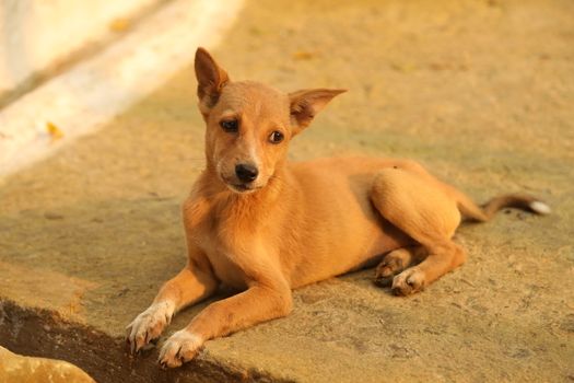Street Dog at Rural area