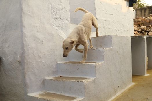 Street Dog at Rural area
