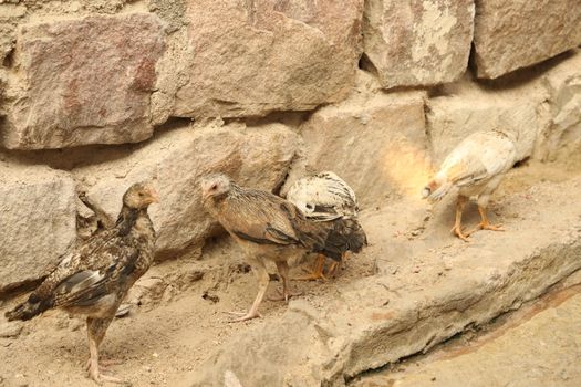 Hen feeding Chicks