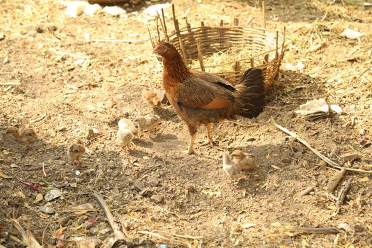 Hen feeding Chicks