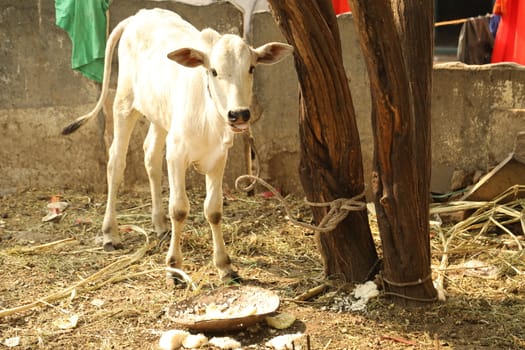 Rural area India